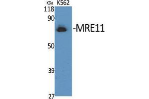 Western Blot (WB) analysis of specific cells using MRE11 Polyclonal Antibody. (Mre11 antibody  (Ser916))