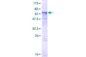 DOM3Z Protein (AA 1-396) (GST tag)