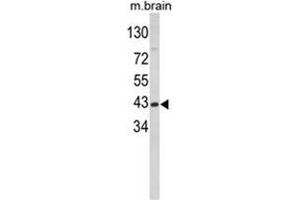 Western blot analysis of GOT1 Antibody (N-term) in mouse brain tissue lysates (35ug/lane). (GOT1 antibody  (N-Term))