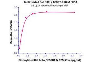 Immobilized Yervoy Ipilimumab at 5 μg/mL (100 μL/well) can bind Biotinylated Rat FcRn / FCGRT & B2M  with a linear range of 0. (FcRn Protein (AA 23-298) (His tag,Strep Tag,AVI tag,Biotin))