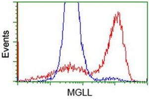 HEK293T cells transfected with either RC218358 overexpress plasmid (Red) or empty vector control plasmid (Blue) were immunostained by anti-MGLL antibody (ABIN2454562), and then analyzed by flow cytometry. (MGLL antibody)