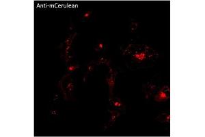 Immunofluorescence (IF) image for anti-mCerulean Fluorescent Protein antibody (ABIN7273086) (mCerulean Fluorescent Protein antibody)