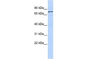 WBP11 antibody  (N-Term)