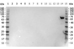 Western Blot of Goat anti-Luciferase antibody. (Luciferase antibody)