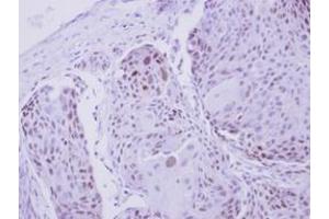 Image no. 1 for anti-Zinc Finger Protein 530 (ZNF530) (AA 1-190) antibody (ABIN1501847) (ZNF530 antibody  (AA 1-190))