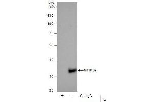 IP Image Immunoprecipitation of MTHFD2 protein from 293T whole cell extracts using 5 μg of MTHFD2 antibody [N1C3], Western blot analysis was performed using MTHFD2 antibody [N1C3], EasyBlot anti-Rabbit IgG  was used as a secondary reagent. (MTHFD2 antibody)