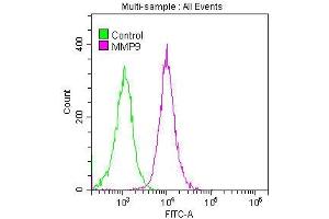 Overlay histogram showing Jurkat cells stained with ABIN7127625 (red line) at 1:50. (Recombinant MMP 9 antibody)