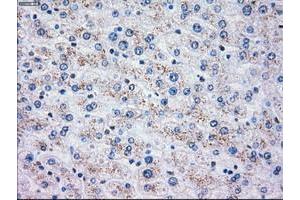 Image no. 1 for anti-Oxidative-Stress Responsive 1 (OXSR1) antibody (ABIN1499946) (OXSR1 antibody)