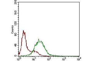 Fig. (SSTR3 antibody  (AA 1-43))