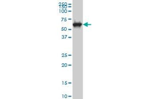 CLK3 antibody  (AA 36-136)