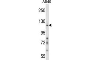 Western Blotting (WB) image for anti-Nidogen 1 (NID1) antibody (ABIN2997986) (Nidogen 1 antibody)