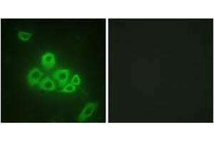 Immunofluorescence analysis of A549 cells, using S1P Receptor EDG1 (Ab-236) Antibody. (S1PR1 antibody  (AA 206-255))