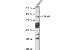 Western blot analysis of extracts of HepG2 cells, using CREB3L2 antibody  at 1:1000 dilution.