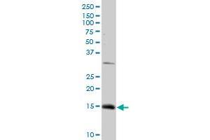 NDUFC2 MaxPab rabbit polyclonal antibody. (NDUFC2 antibody  (AA 1-119))