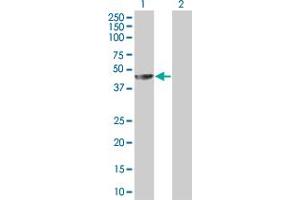Western Blot analysis of MAGEA4 expression in transfected 293T cell line by MAGEA4 MaxPab polyclonal antibody.