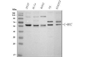 Western blot analysis of c-Myc using anti-c-Myc antibody (ABIN3043598). (c-MYC antibody  (AA 257-439))