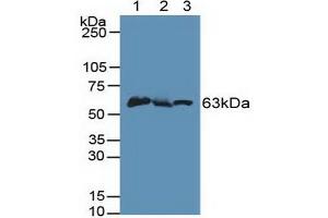 Figure. (PINK1 antibody  (AA 310-566))
