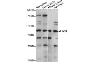 Western blot analysis of extracts of various cell lines, using LINS1 antibody (ABIN6294149) at 1:1000 dilution. (LINS antibody)