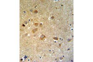 GTSE1 Antibody IHC analysis in formalin fixed and paraffin embedded brain tissue followed by peroxidase conjugation of the secondary antibody and DAB staining. (GTSE1 antibody  (C-Term))