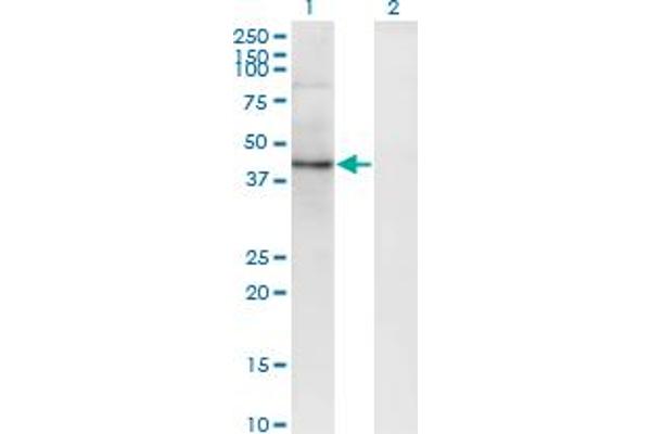 SEC63 antibody  (AA 631-728)