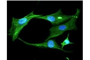 ICC/IF analysis of Clusterin in U87MG cells line, stained with DAPI (Blue) for nucleus staining and monoclonal anti-human Clusterin antibody (1:100) with goat anti-mouse IgG-Alexa fluor 488 conjugate (Green). (Clusterin antibody)
