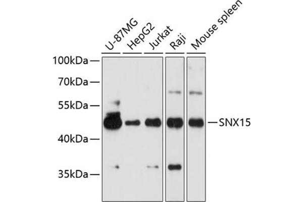SNX15 antibody  (AA 1-342)