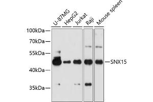Western blot analysis of extracts of various cell lines, using SNX15 antibody  at 1:3000 dilution.