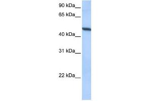 ADAM33 antibody used at 0. (ADAM33 antibody  (Middle Region))