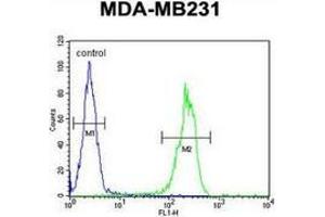 Flow cytometric analysis of MDA-MB231 cells (right histogram) compared to a negative control cell (left histogram) using MYSM1 Antibody (N-term), followed by FITC-conjugated goat-anti-rabbit secondary antibodies. (MYSM1 antibody  (N-Term))