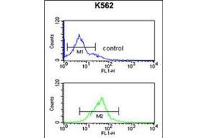 Flow cytometric analysis of K562 cells (bottom histogram) compared to a negative control cell (top histogram). (EIF3G antibody  (AA 209-238))