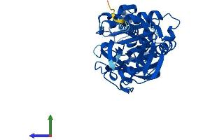 AlphaFold protein structure predicition of Human Recombinant DAO Protein, UniprotID P14920 (D Amino Acid Oxidase Protein (AA 1-347) (His tag))