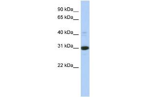 WB Suggested Anti-IMPA1 Antibody Titration: 0. (IMPA1 antibody  (Middle Region))