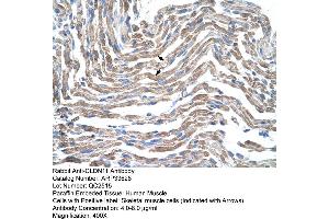 Human Muscle (Claudin 11 antibody  (C-Term))