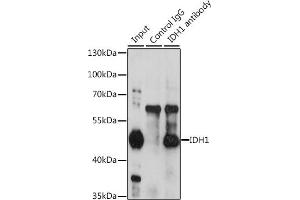 Immunoprecipitation analysis of 200 μg extracts of HeLa cells, using 3 μg IDH1 antibody (ABIN6131797, ABIN6142143, ABIN6142144 and ABIN6217174). (IDH1 antibody  (AA 1-414))