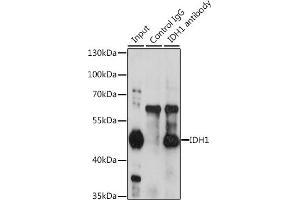 Immunoprecipitation analysis of 200 μg extracts of HeLa cells, using 3 μg IDH1 antibody (ABIN6131797, ABIN6142143, ABIN6142144 and ABIN6217174). (IDH1 antibody  (AA 1-414))