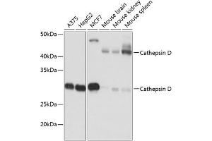 Western blot analysis of extracts of various cell lines, using Cathepsin D antibody (ABIN7266149) at 1:1000 dilution. (Cathepsin D antibody)