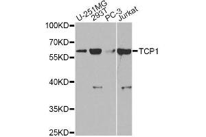 Western blot analysis of extracts of various cell lines, using TCP1 antibody. (TCP1 alpha/CCTA antibody  (AA 307-556))
