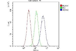anti-Acetyl-CoA Acyltransferase 2 (ACAA2) (AA 207-242), (Middle Region) antibody