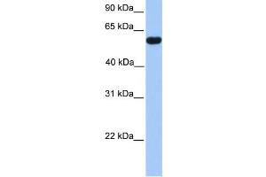 Western Blotting (WB) image for anti-CUGBP, Elav-Like Family Member 2 (CELF2) antibody (ABIN2458486)