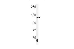 ISWI Antibody (C-term) (ABIN655530 and ABIN2845043) western blot analysis in K562 cell line lysates (35 μg/lane). (SMARCA5 antibody  (C-Term))