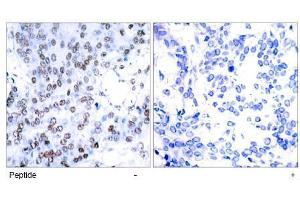 Image no. 1 for anti-Jun B Proto-Oncogene (JUNB) (AA 77-81) antibody (ABIN197139) (JunB antibody  (AA 77-81))