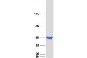 Validation with Western Blot (MECR Protein (Transcript Variant 1) (Myc-DYKDDDDK Tag))