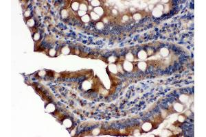 Anti- POR Picoband antibody,IHC(P) IHC(P): Rat Intestine Tissue