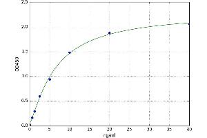 Spleen tyrosine Kinase (SYK) ELISA Kit