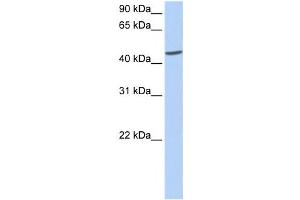 Western Blotting (WB) image for anti-Islet Cell Autoantigen 1, 69kDa (ICA1) antibody (ABIN2459803) (ICA1 antibody)