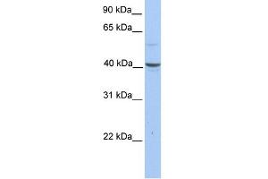 WB Suggested Anti-PELI3 Antibody Titration: 0. (Pellino 3 antibody  (N-Term))