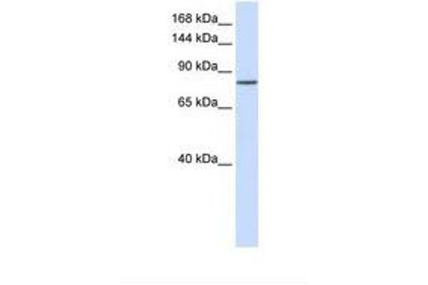 PCDHAC1 antibody  (AA 254-303)