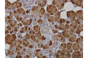 Immunoperoxidase of monoclonal antibody to AMY1A on formalin-fixed paraffin-embedded human salivary gland. (AMY1A antibody  (AA 172-245))