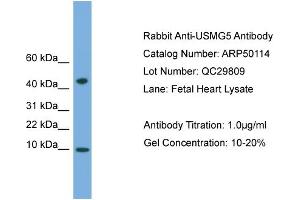 WB Suggested Anti-USMG5  Antibody Titration: 0. (USMG5 antibody  (N-Term))