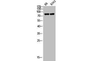 Western Blot analysis of KB K562 cells using c-Myb Polyclonal Antibody (MYB antibody)